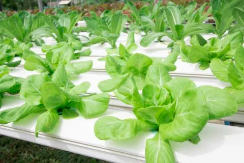 Hydroponics vegetable farm Stock Photos