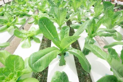 Hydroponics vegetable farm Stock Photos