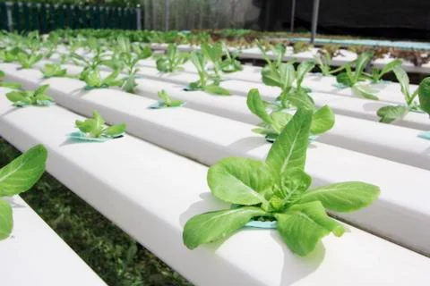 Hydroponics vegetable farm Stock Photos