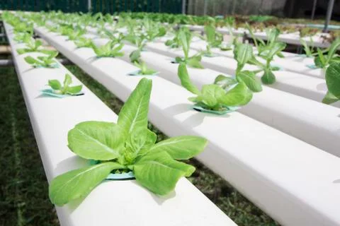 Hydroponics vegetable farm Stock Photos