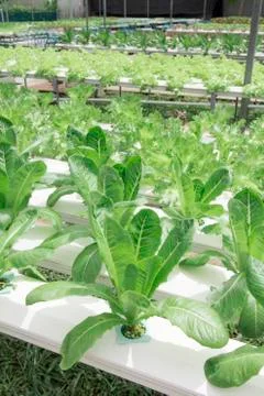 Hydroponics vegetable farm Foto stock