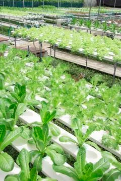 Hydroponics vegetable farm Stock Photos