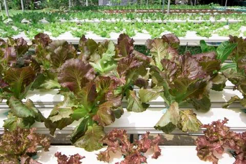 Hydroponics vegetable farm Stock-Fotos