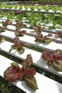 Hydroponics vegetable farm Stock Photos