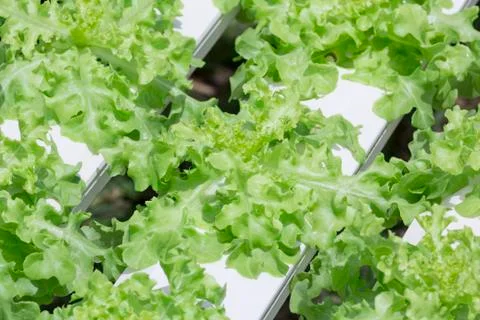 Hydroponics vegetable farm Stock Photos