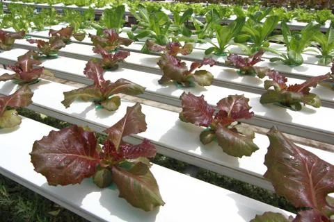 Hydroponics vegetable farm Stock Photos