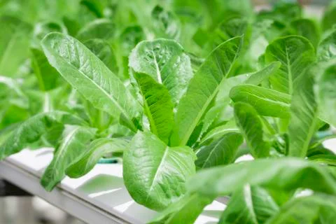 Hydroponics vegetable farm Stock Photos