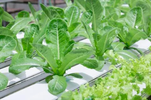 Hydroponics vegetable farm Stock Photos