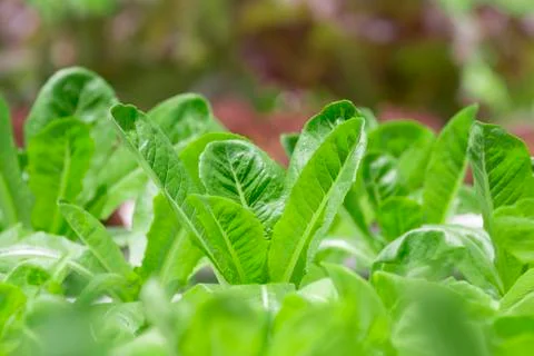 Hydroponics vegetable farm Stock Photos