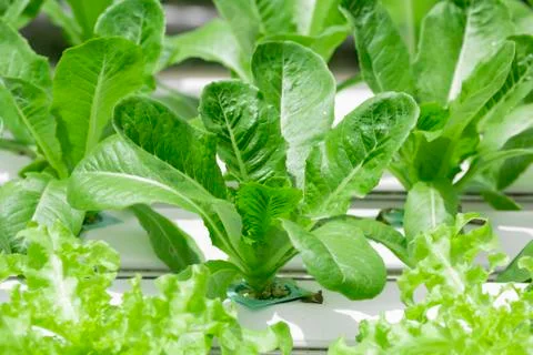 Hydroponics vegetable farm Stock Photos