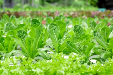 Hydroponics vegetable farm Stock Photos