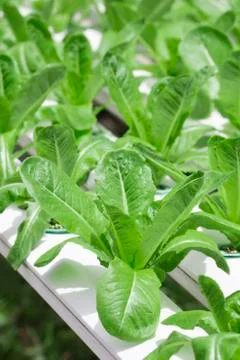 Hydroponics vegetable farm Stock Photos
