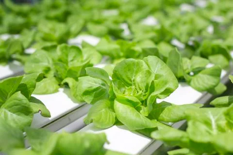 Hydroponics vegetable farm Foto stock