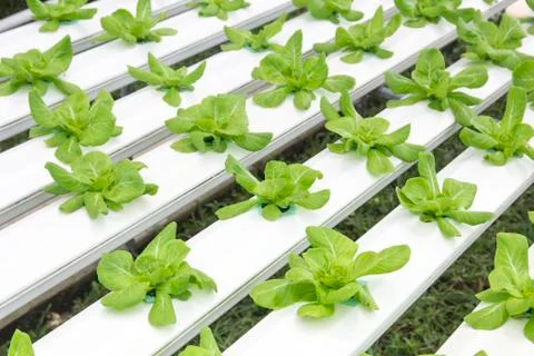 Hydroponics vegetable farm Stock Photos