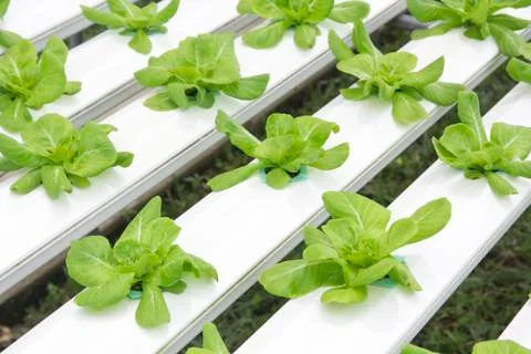 Hydroponics vegetable farm Stock Photos