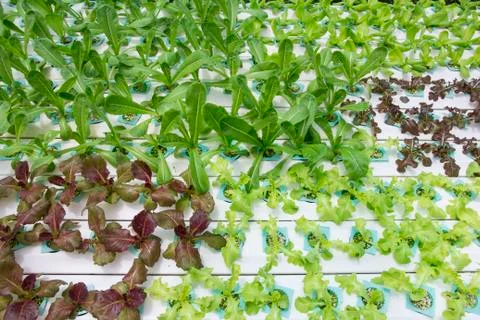 Hydroponics vegetable farm Stock Photos