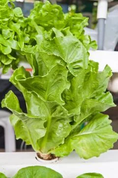 Hydroponics vegetable that no use any ground for plant Stock Photos