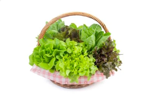 Hydroponics vegetable Stock Photos