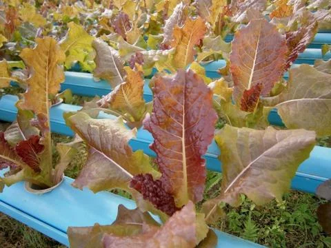 Hydroponics vegetable Stock Photos