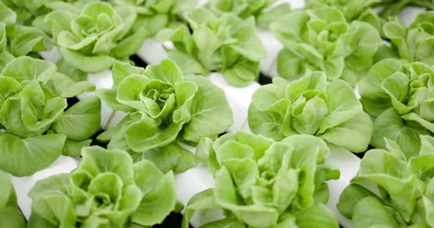 Hydroponics vegetable plots in modern vegetable plots in greenhouse Stock-Footage 163091141