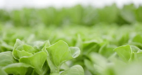 Hydroponics vegetable plots in modern vegetable plots in greenhouse Stock Footage 163091146