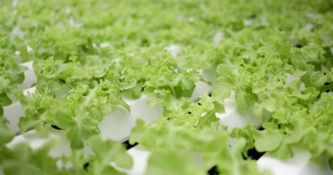 Hydroponics vegetable plots in modern vegetable plots in greenhouse Stock Footage 163091169
