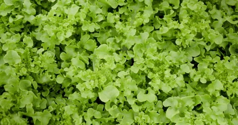Hydroponics vegetable plots in modern vegetable plots in greenhouse 動画素材 163091201