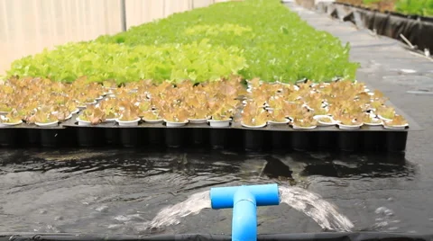 Hydroponics water system Stock Footage 48242697