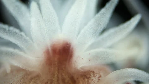 Hydrozoa Ectopleura larynx under a microscope, family Tubulariidae Stock Footage 248212411