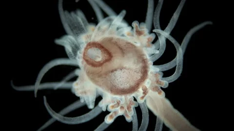 Hydrozoa Ectopleura larynx under a microscope, family Tubulariidae. it is seen Stock Footage 249404767
