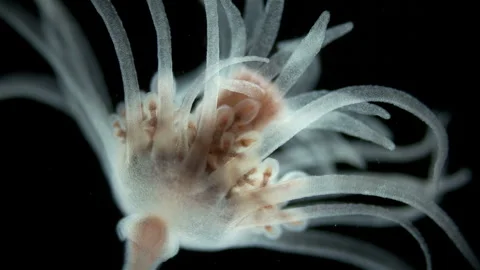 Hydrozoa Ectopleura larynx under a microscope, family Tubulariidae. it is seen Stock Footage 249432830