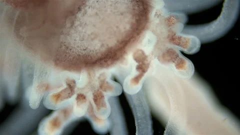 Hydrozoa Ectopleura larynx under a microscope, family Tubulariidae Stock Footage 249585297