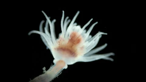 Hydrozoa Ectopleura larynx under a microscope, family Tubulariidae.They have two Stock Footage 252369286