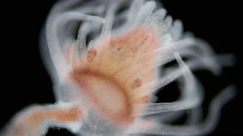 Hydrozoa of the family Tubulariidae unde... | Stock Video | Pond5