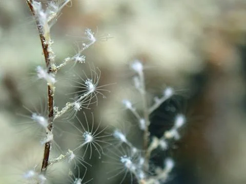 Hydrozoa feathered hydroid or feather hydroid, sea-nettle (Pennaria disticha) Stock Photos