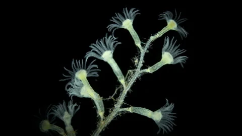 Hydrozoa polyp of Leptothecata order under microscope, genus Halecium Stock Footage 250232103