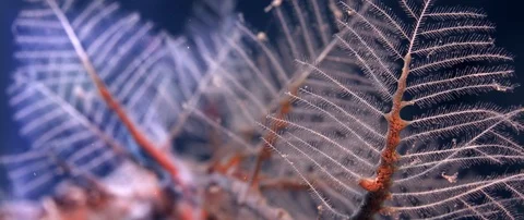 Hydrozoan Cryptolaria pectinata. strongly netted hydrozoan Stock Footage 87138154