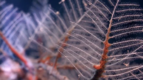 Hydrozoan Cryptolaria pectinata. strongly netted hydrozoan Stock Footage 87148945
