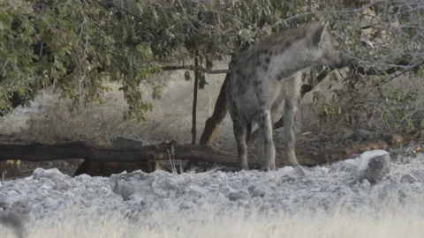Hyena 01 Stock Footage 229628260