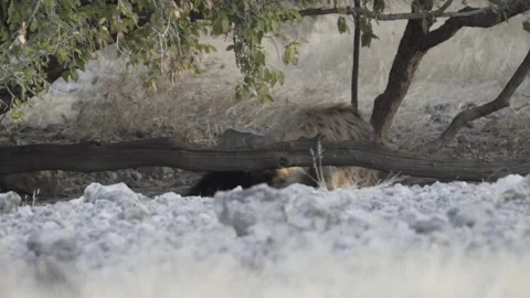 Hyena 02 Stock Footage 229615205