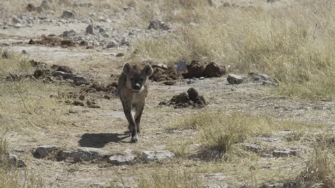 Hyena 07 Stock Footage 229616035