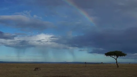 Hyena And Rainbow Tree Video stock 71017607