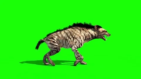 Hyena Animals Walkcycle Side Green Screen 3D Rendering Animation Stock Footage