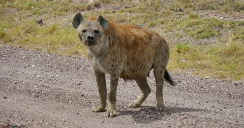 Hyena approaches Video stock 60588799