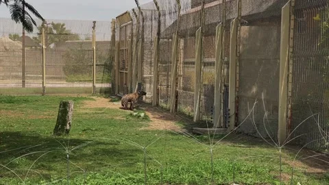 A hyena in an aviary. animals in the zoo Stock Footage 276559566