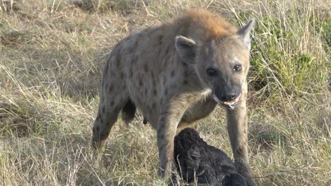 Hyena breaks off a bone and swallows it whole 스톡 동영상 166557706