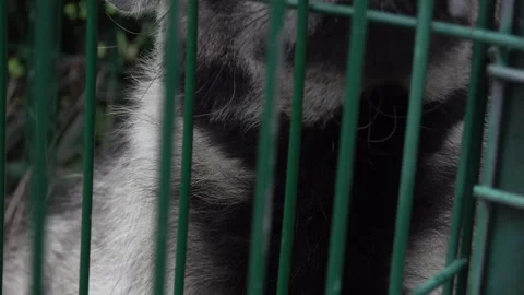 Hyena in a cage close up Video stock 318133242