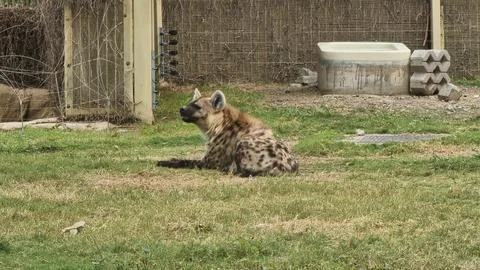 Hyena in captivity Stock Photos