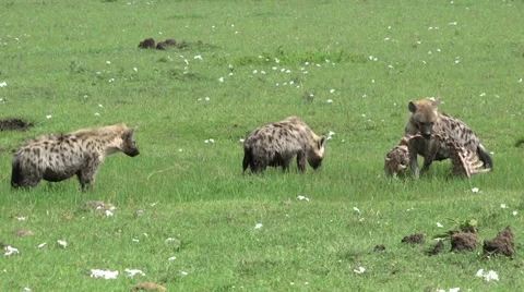 HYENA CARRIES SKELETON 库存影片 61608512