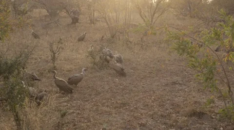 Hyena Chasing Vultures - Slow Motion Stock Footage 55656639